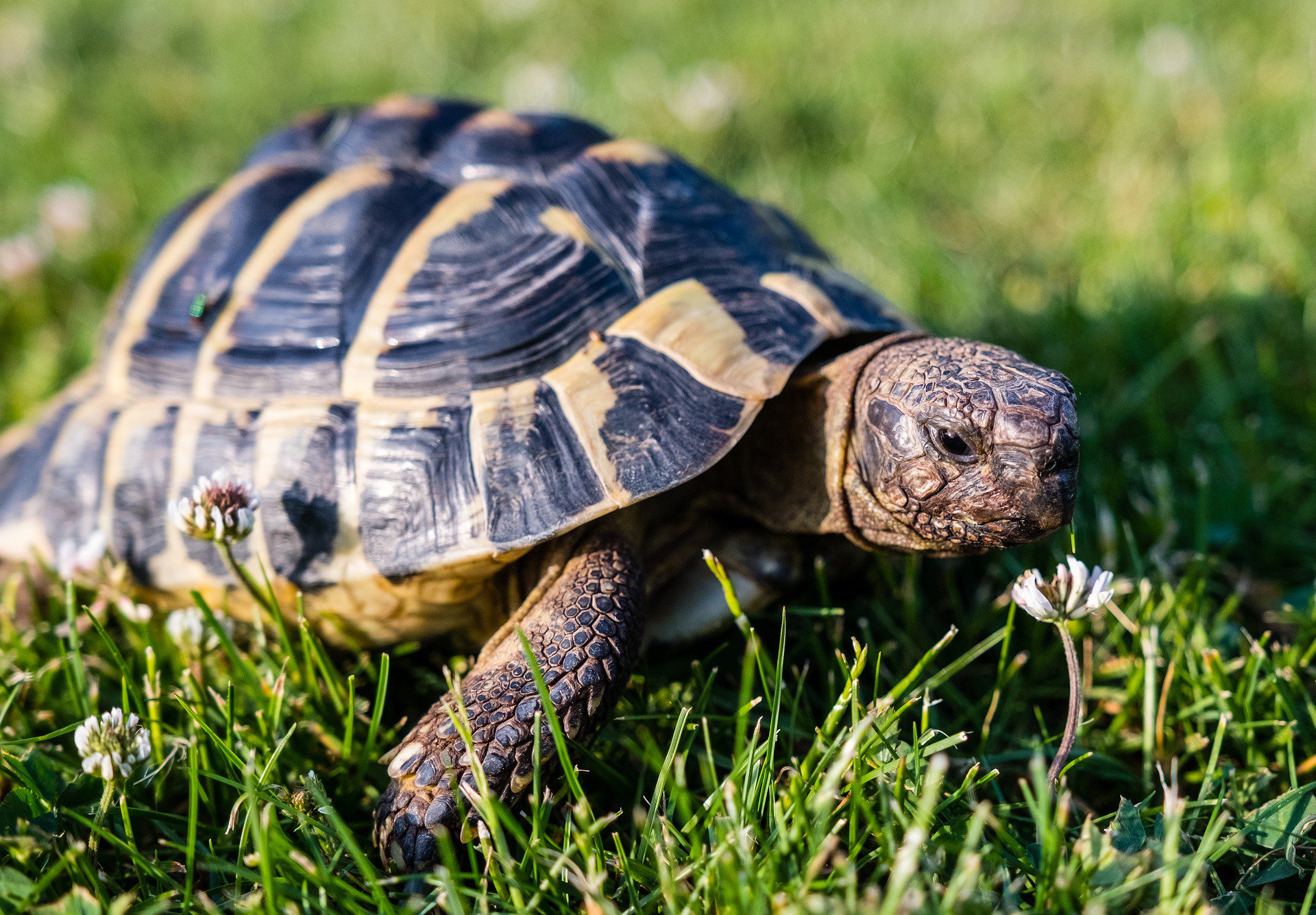 ¿Sabias que las tortugas no son mudas?